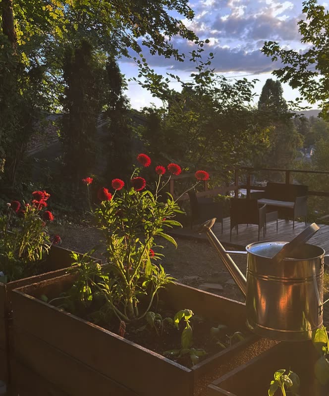 The garden beds after dinner