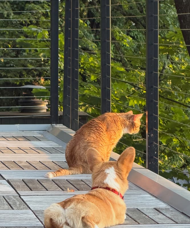 Calcifer watching the trees from the deck